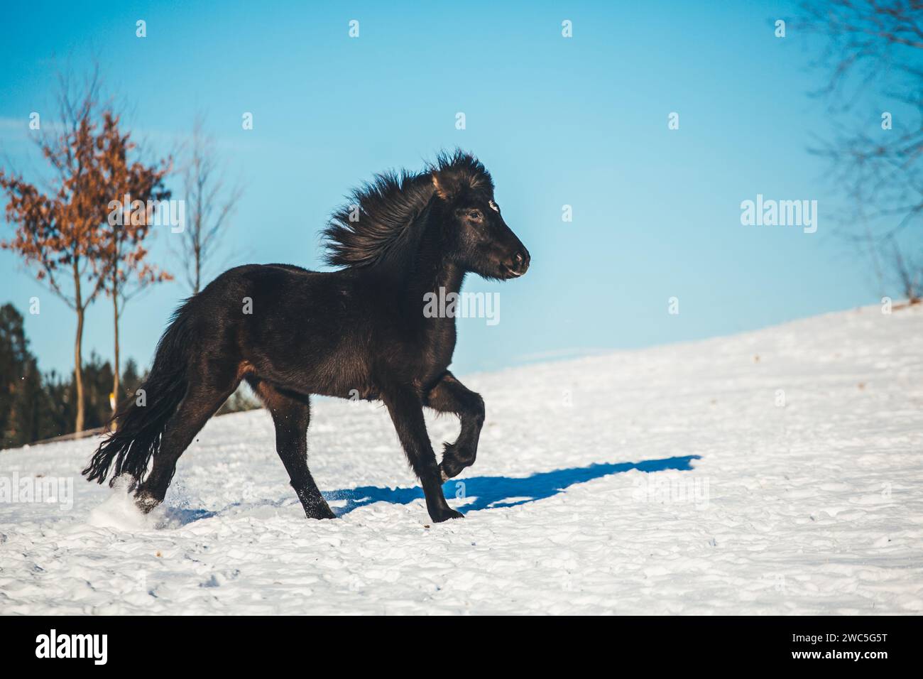 Giovane cavallo islandese Foto Stock