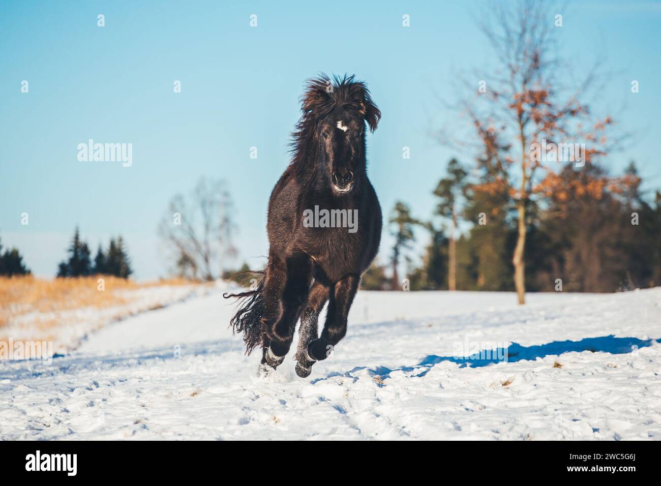 Giovane cavallo islandese Foto Stock