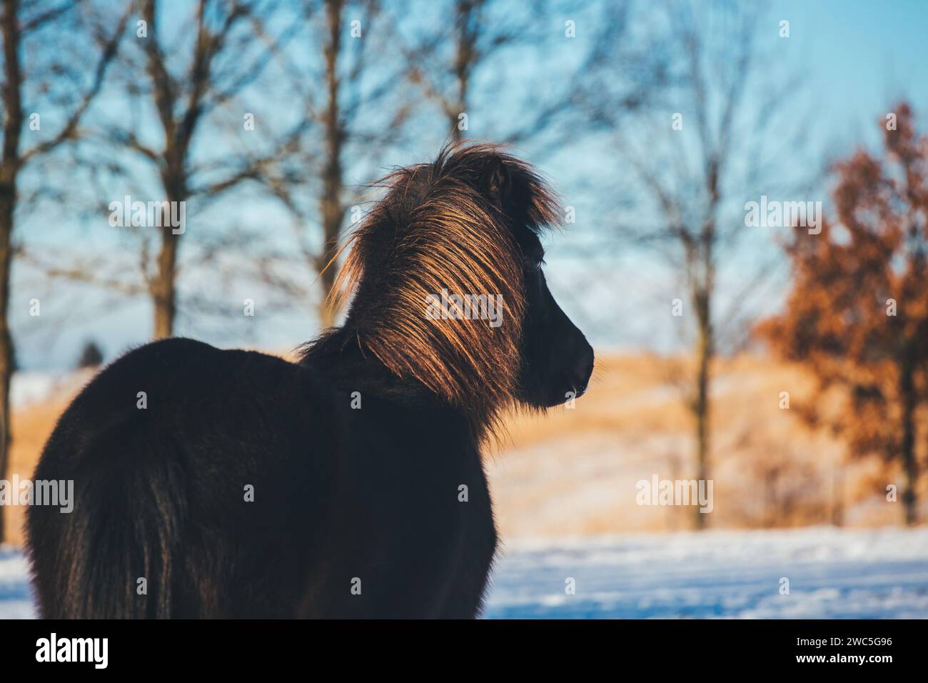 Giovane cavallo islandese Foto Stock