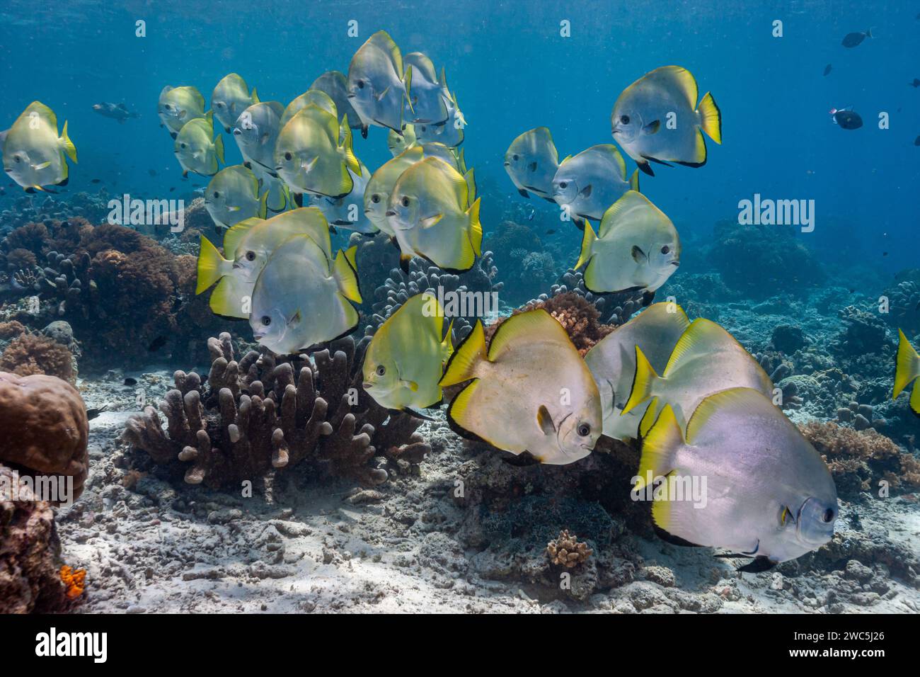 Malesia, Sabah, Sipadan, Batfish dorato (Platax boersii) Foto Stock