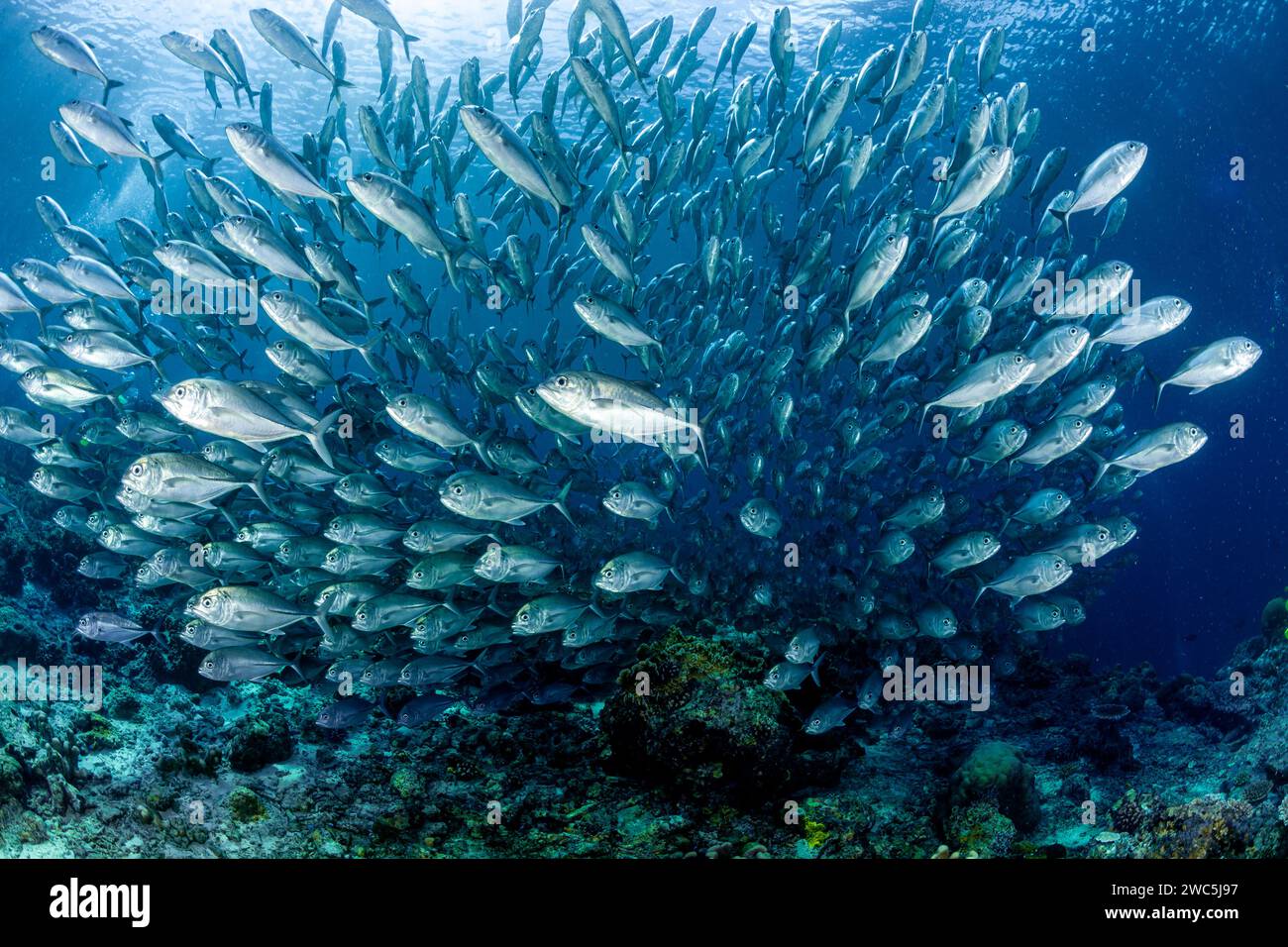 Malesia, Sabah, Sipadan, enorme scuola di tesoro (Caranx sexfasciatus), bigeye Jack, Jackfish Foto Stock