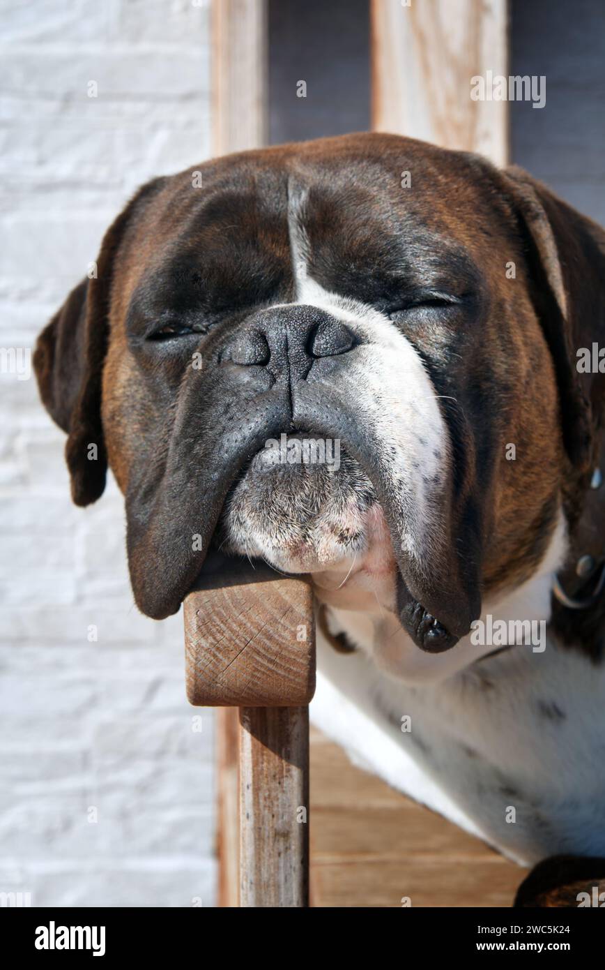 Cane del pugile Foto Stock