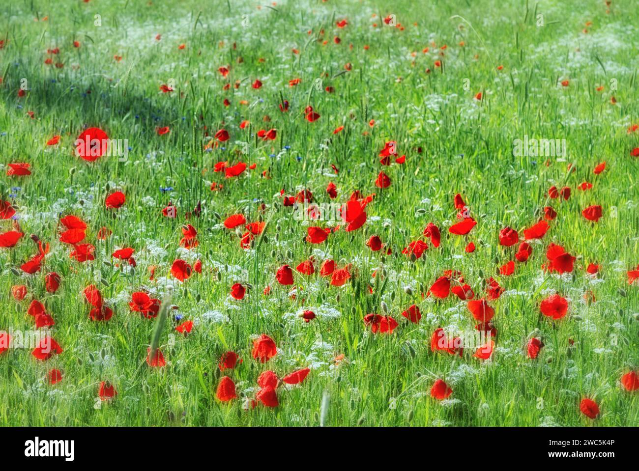 Papaveri Foto Stock