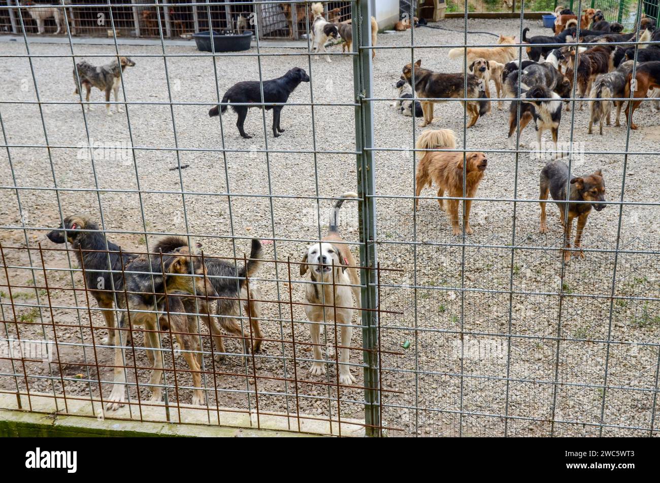 Cani abbandonati in un rifugio per animali. Cani randagi che vivono in condizioni terribili in gabbia di ferro. Asilo per animali domestici. Cani di strada poveri e affamati. Foto Stock