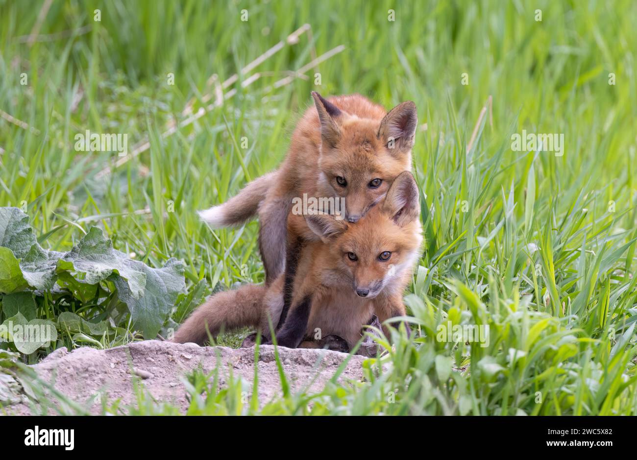 Kit di volpe rosse (Vulpes vulpes) giocare dal loro den profondo nella foresta in anticipo Primavera in Canada Foto Stock