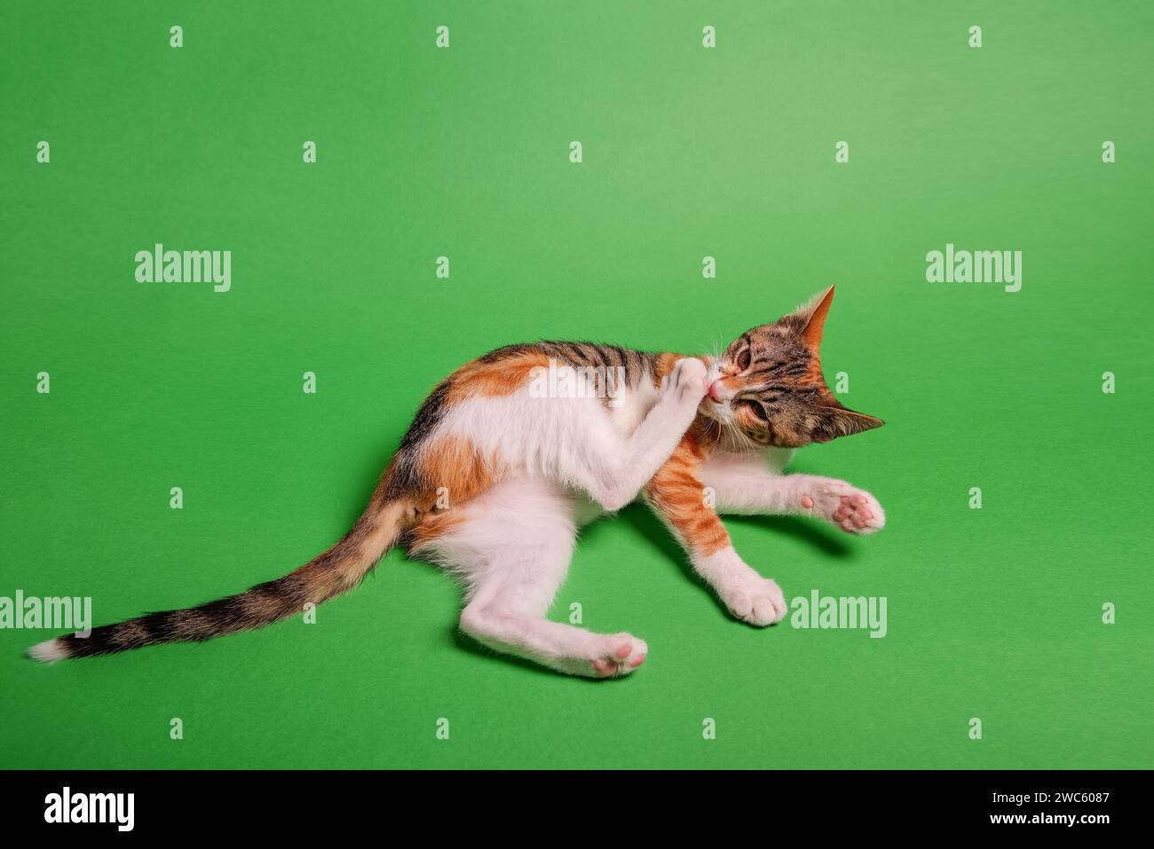 Piccolo gattino tricolore giace su sfondo isolato verde. Gatto da strada a casa. PET è come un amico, un compagno, un membro della famiglia. Animali domestici in studio. Copia S Foto Stock