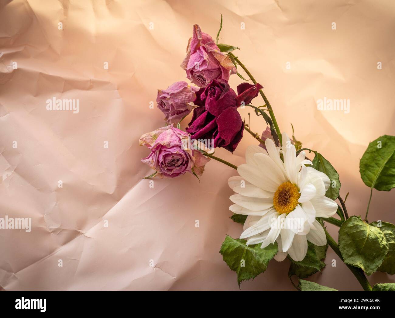 Immagine concettuale del tema di sfondo, carta da imballaggio, rose secche altri fiori e altre composizioni Foto Stock Immagine concettuale del tema di sfondo, carta da imballaggio, rose secche altri fiori e altre composizioni Foto Stock