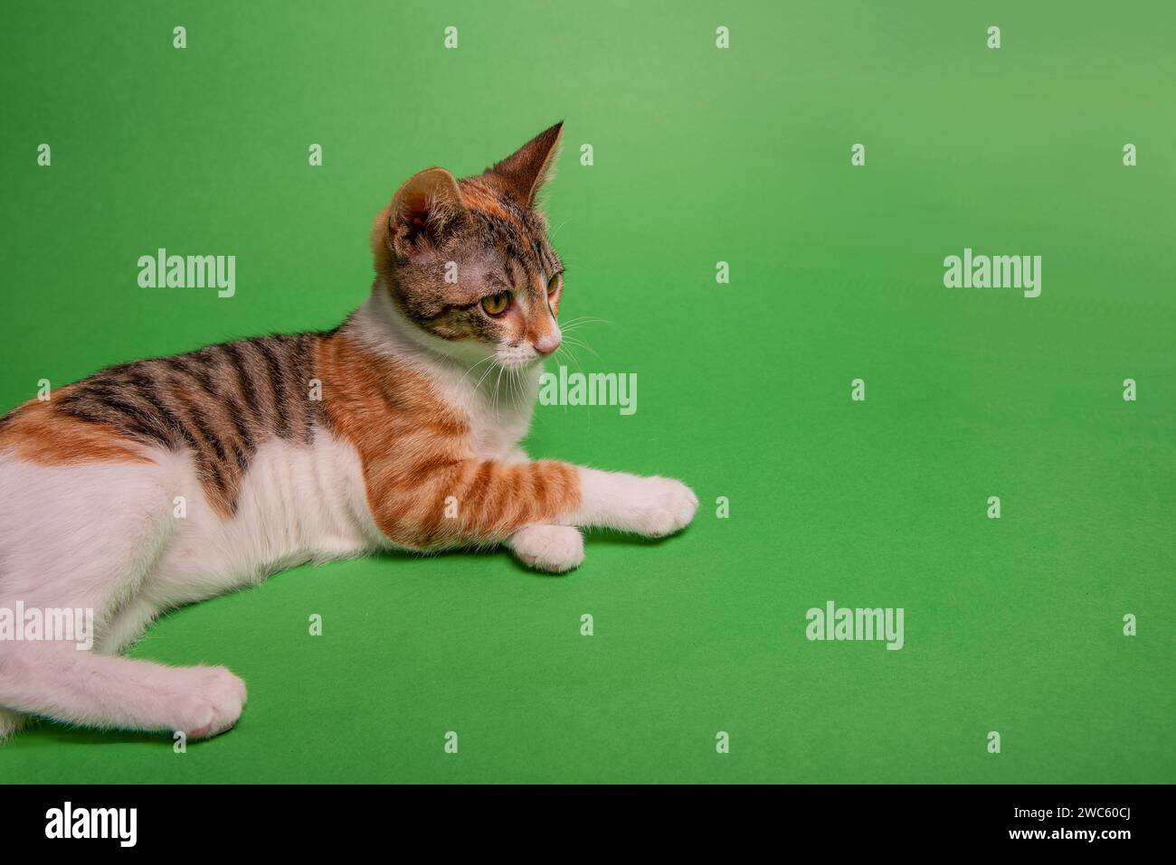 Piccolo gattino tricolore giace su sfondo isolato verde. Gatto da strada a casa. PET è come un amico, un compagno, un membro della famiglia. Animali domestici in studio. Copia S Foto Stock