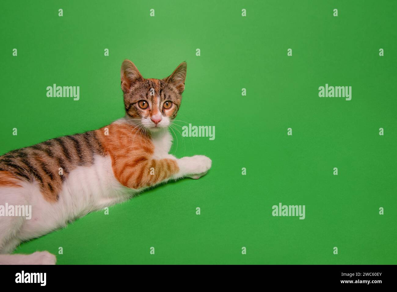 Piccolo gattino tricolore giace su sfondo isolato verde. Gatto da strada a casa. PET è come un amico, un compagno, un membro della famiglia. Animali domestici in studio. Copia S Foto Stock