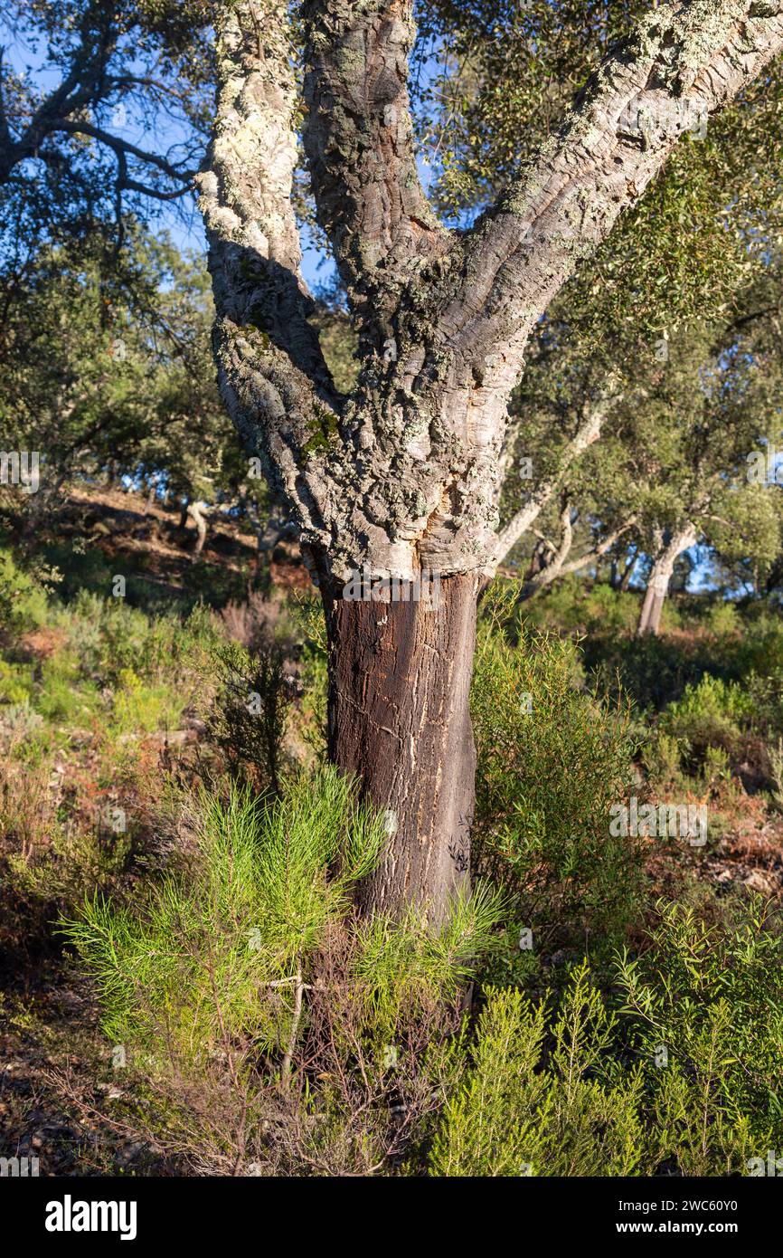 Quercia di sughero (Quercus suber) in Portogallo vicino al confine con la Spagna Foto Stock