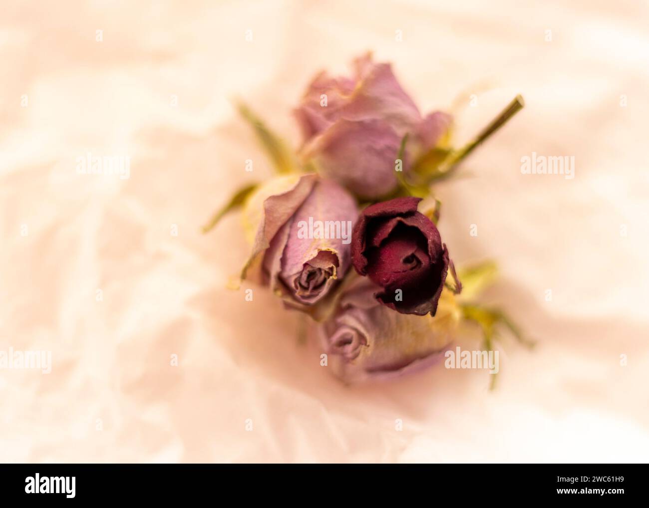 Immagine concettuale del tema di sfondo, carta da imballaggio, rose secche altri fiori e altre composizioni. Foto Stock Immagine concettuale del tema di sfondo, carta da imballaggio, rose secche altri fiori e altre composizioni. Foto Stock