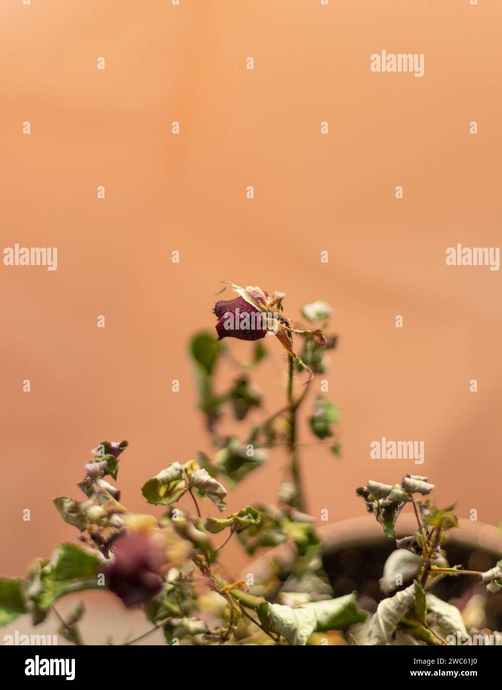 Immagine concettuale del tema di sfondo, carta da imballaggio, rose secche altri fiori e altre composizioni. Foto Stock Immagine concettuale del tema di sfondo, carta da imballaggio, rose secche altri fiori e altre composizioni. Foto Stock