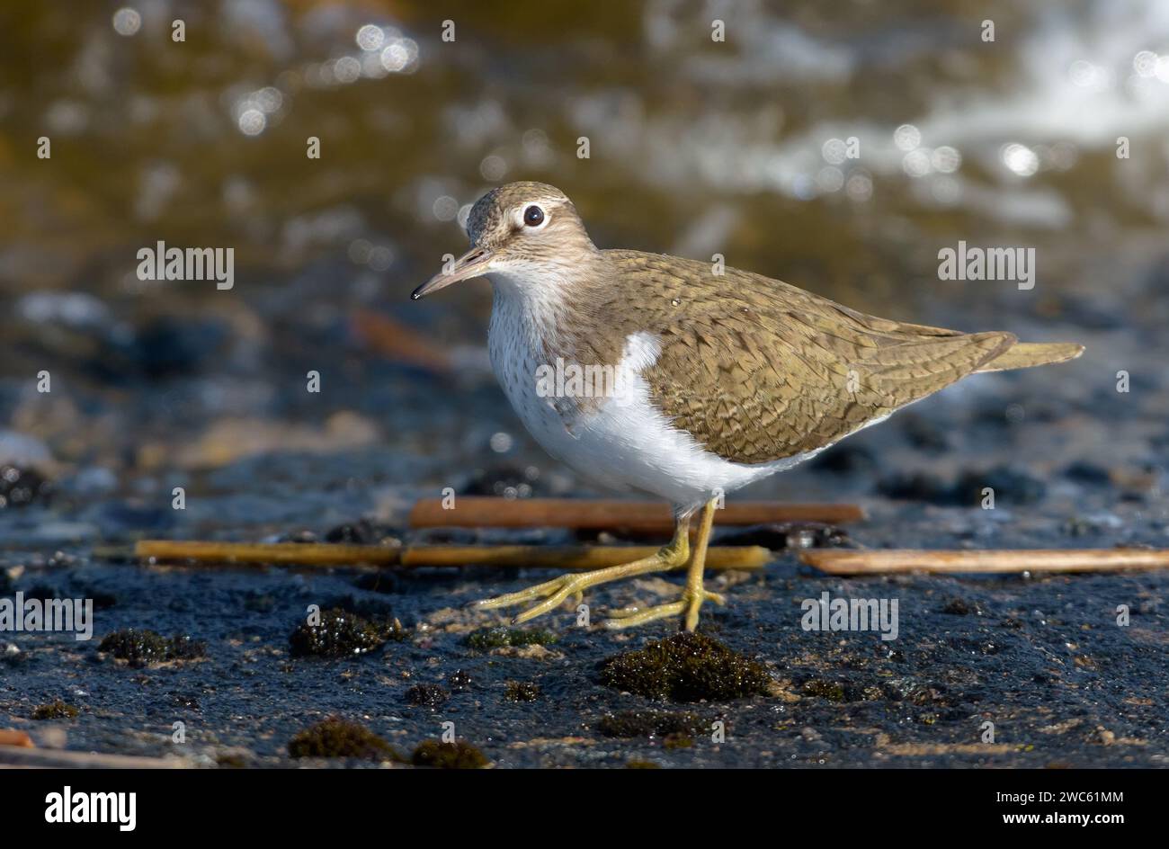 sandpiper comune (Actitis hypoleucos) passeggiate lente sul bordo dell'acqua vicino a una riva in un giorno ondulato Foto Stock