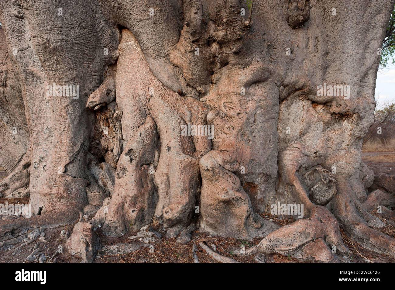 Tronco gigante di baobab africano (Adansonia digitata), albero di baobab, albero deciduo, pianta, flora, botanica, battente, corteccia, forma, legno, natura Foto Stock