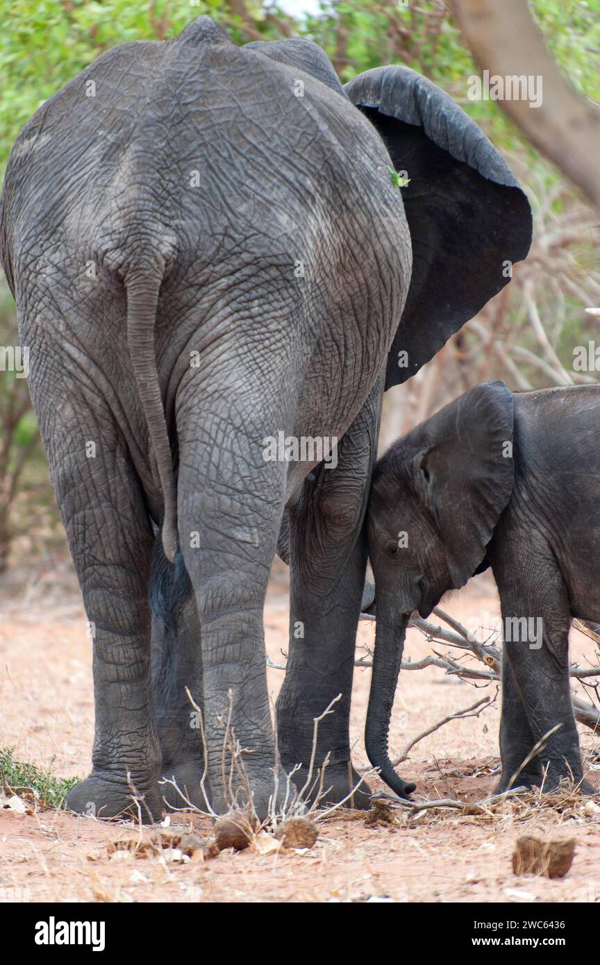 Piccolo elefante africano (Loxodonta africana), cerca protezione da madre, famiglia, fiducia, fiducia, emozione, amore, amore di madre, Botswana Foto Stock