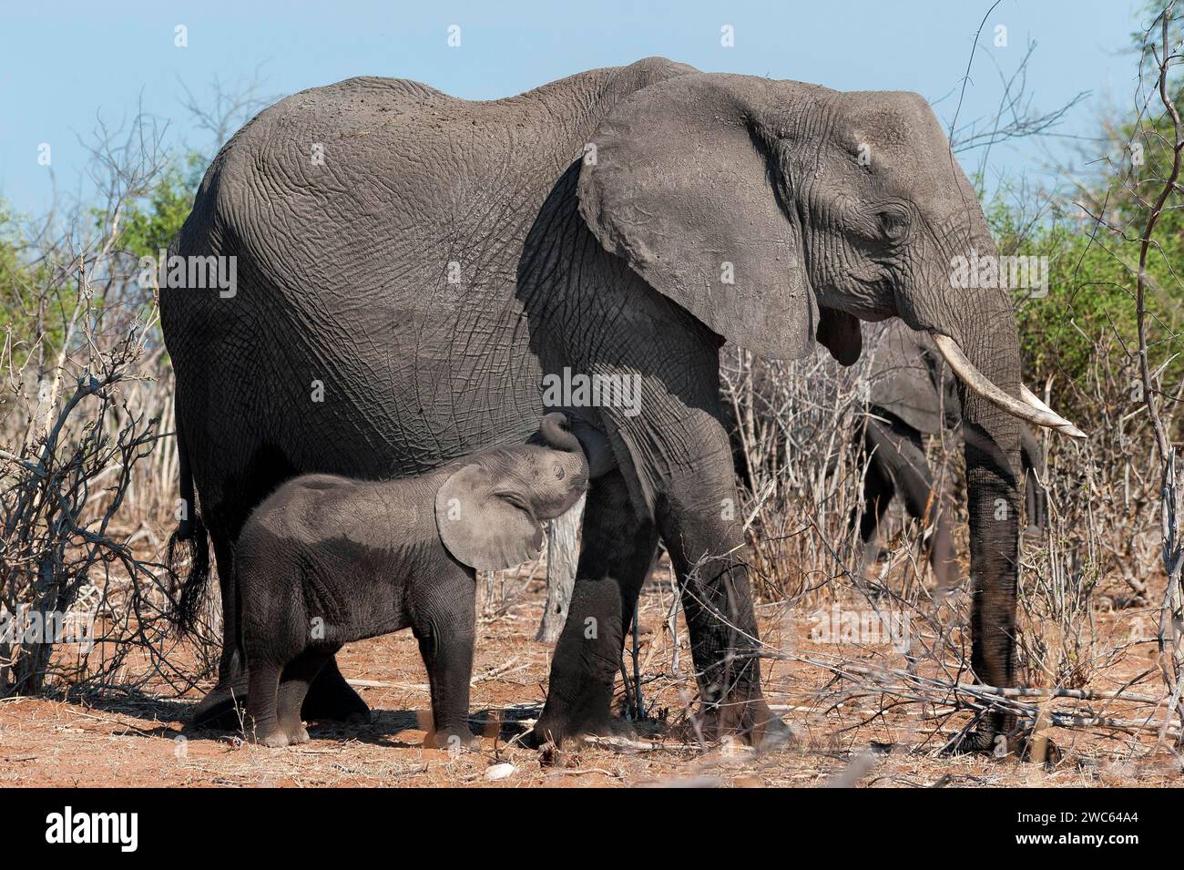 Elefante madre con vitello (Loxodonta africana), elefante, madre, bambino, lattante, amore materno, natura selvaggia, vita libera, natura, safari, viaggi Foto Stock