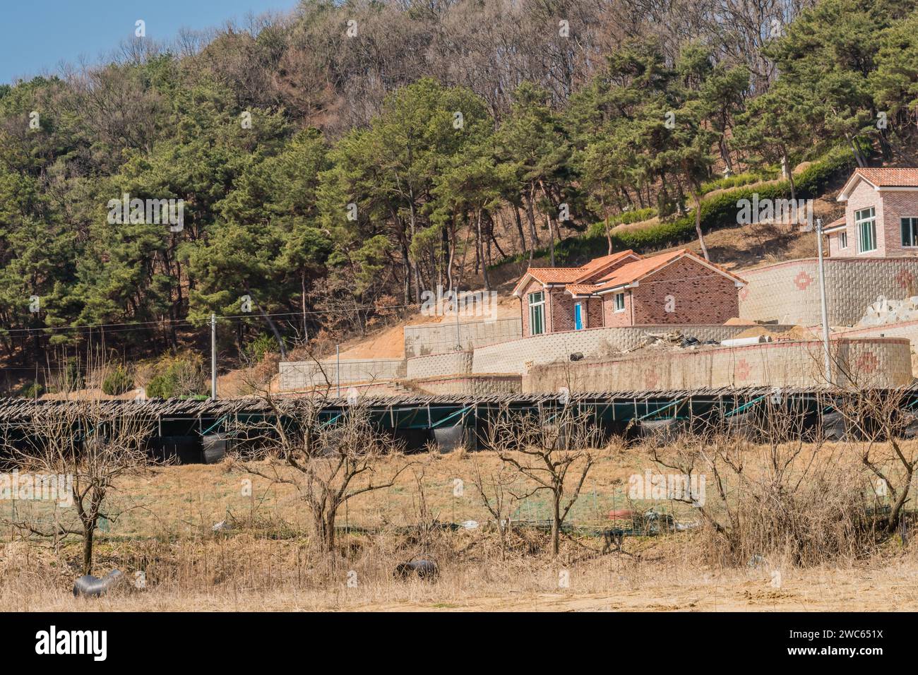 Chungju, Corea del Sud, 22 marzo 2020: Solo per uso editoriale. Case unifamiliari di nuova costruzione su una collina dietro un grande raccolto di ginseng e file di alberi Foto Stock