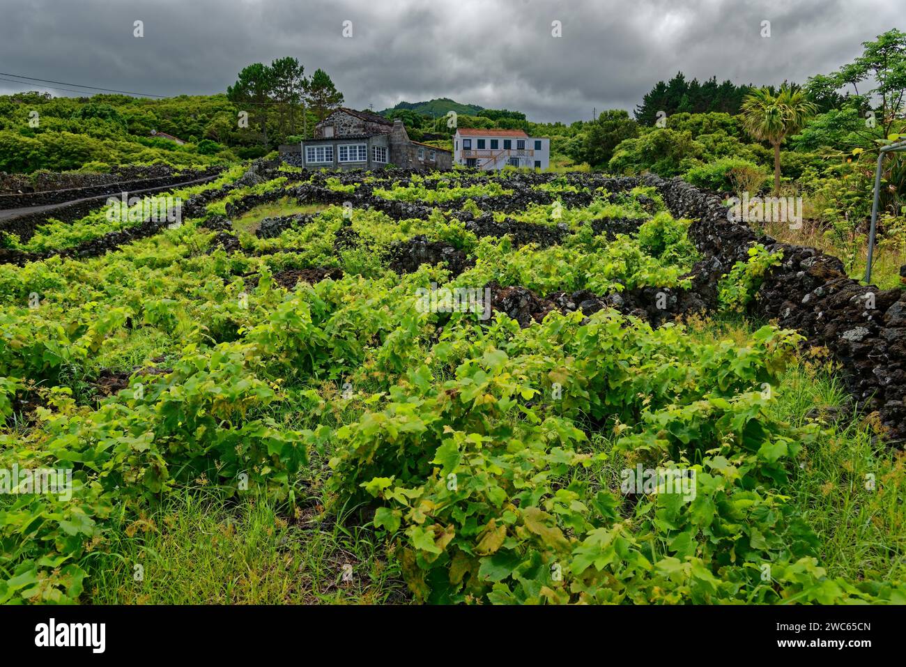 Vigneti circondati da mura di pietra con una casa di campagna sullo sfondo di verdi colline, rocce laviche sentiero costiero Ponta da Iiha, Calhau, West Foto Stock