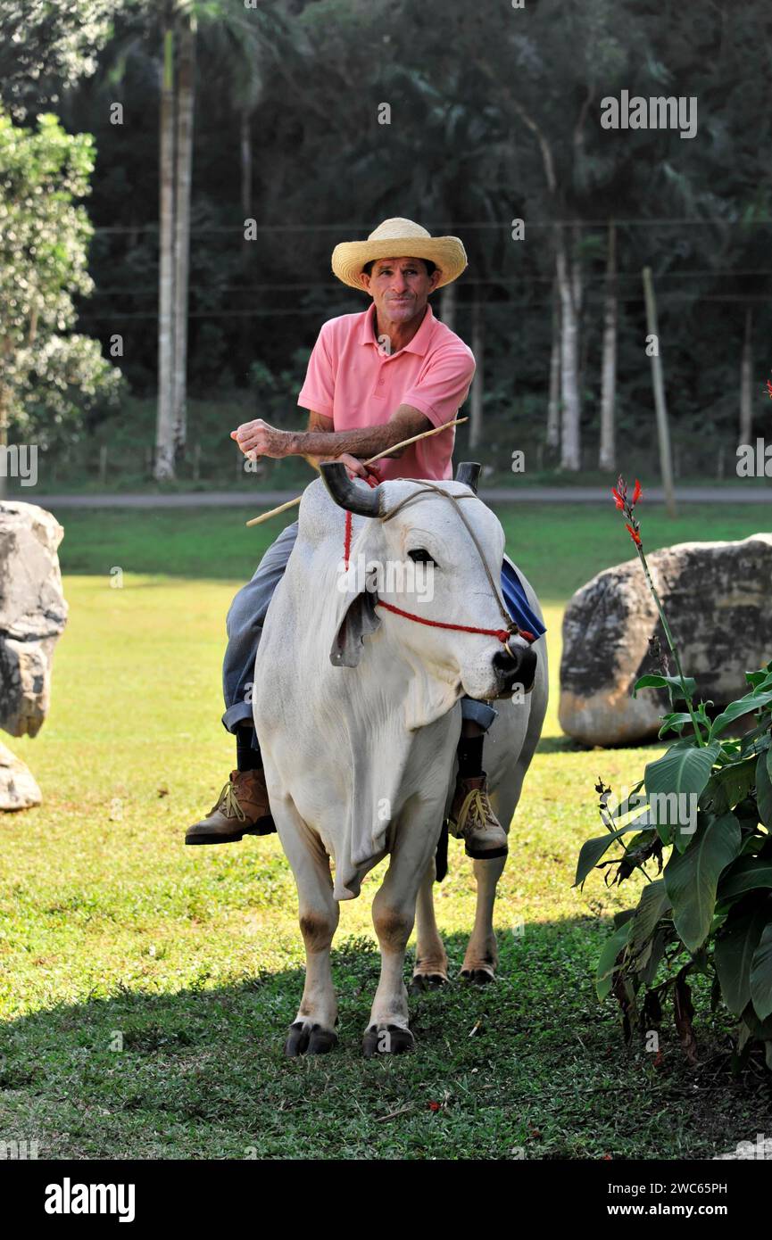 Toro domato per i turisti, Vinales, Valle de Vinales, Provincia di Pinar del Rio, Cuba, grandi Antille, Caraibi, America centrale Foto Stock