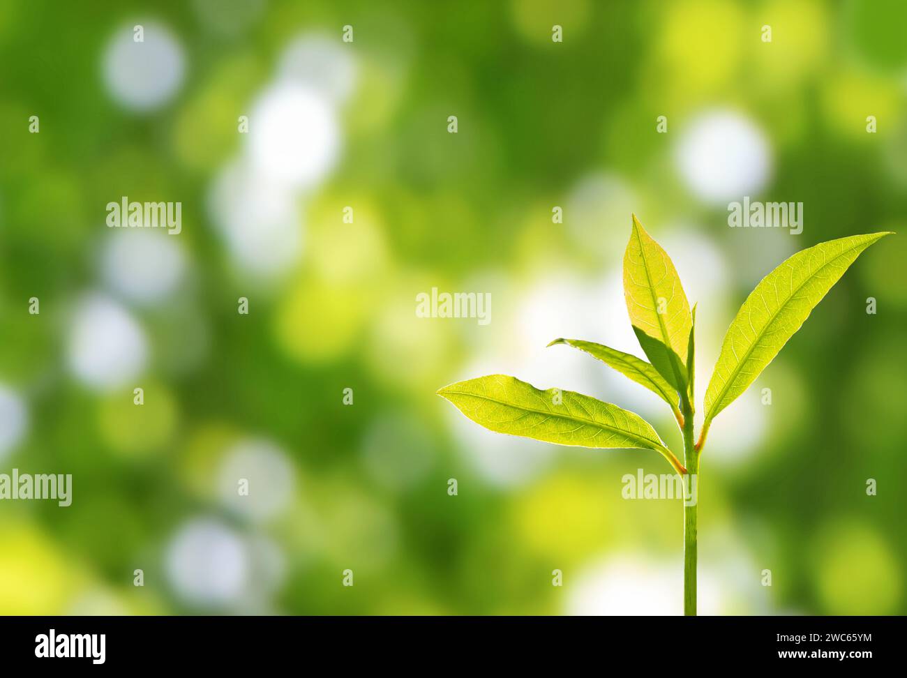 Nuova crescita vegetale nel giardino primaverile. L'albero verde germoglia sullo sfondo sfocato del bokeh. Foglie giovani brillanti e traslucide sulla parte superiore della piantina. Birt Foto Stock