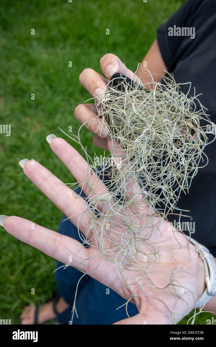 Donna che tiene in mano una centrale aerea chiamata tillandsia usneoides Foto Stock