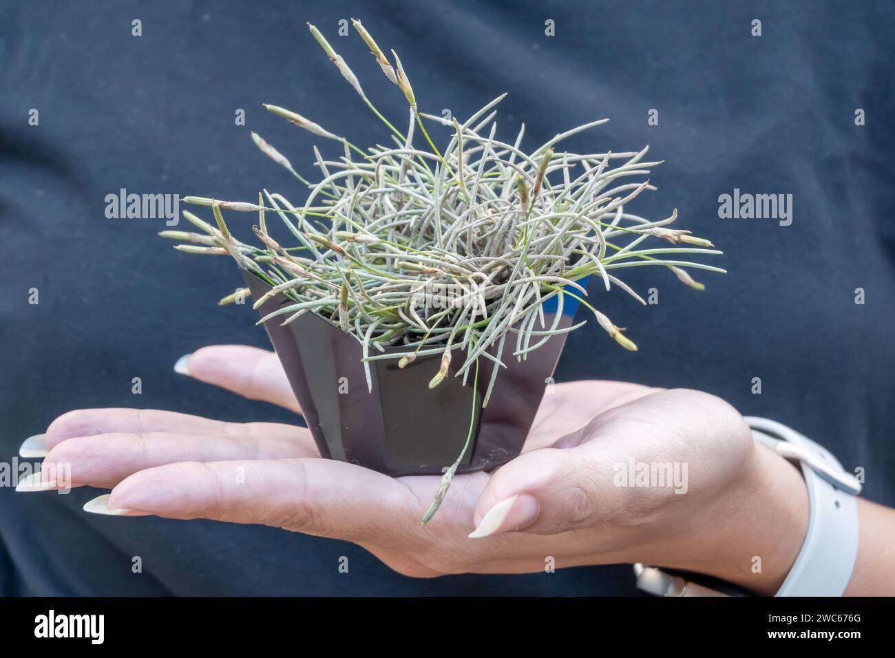 Piccolo impianto d'aria nelle mani di una donna. Foto Stock