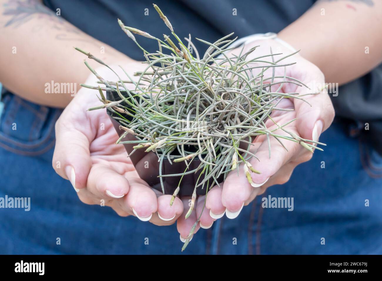 Pequeña planta del aire llamada Tillandsia en las manos de una mujer. Foto Stock