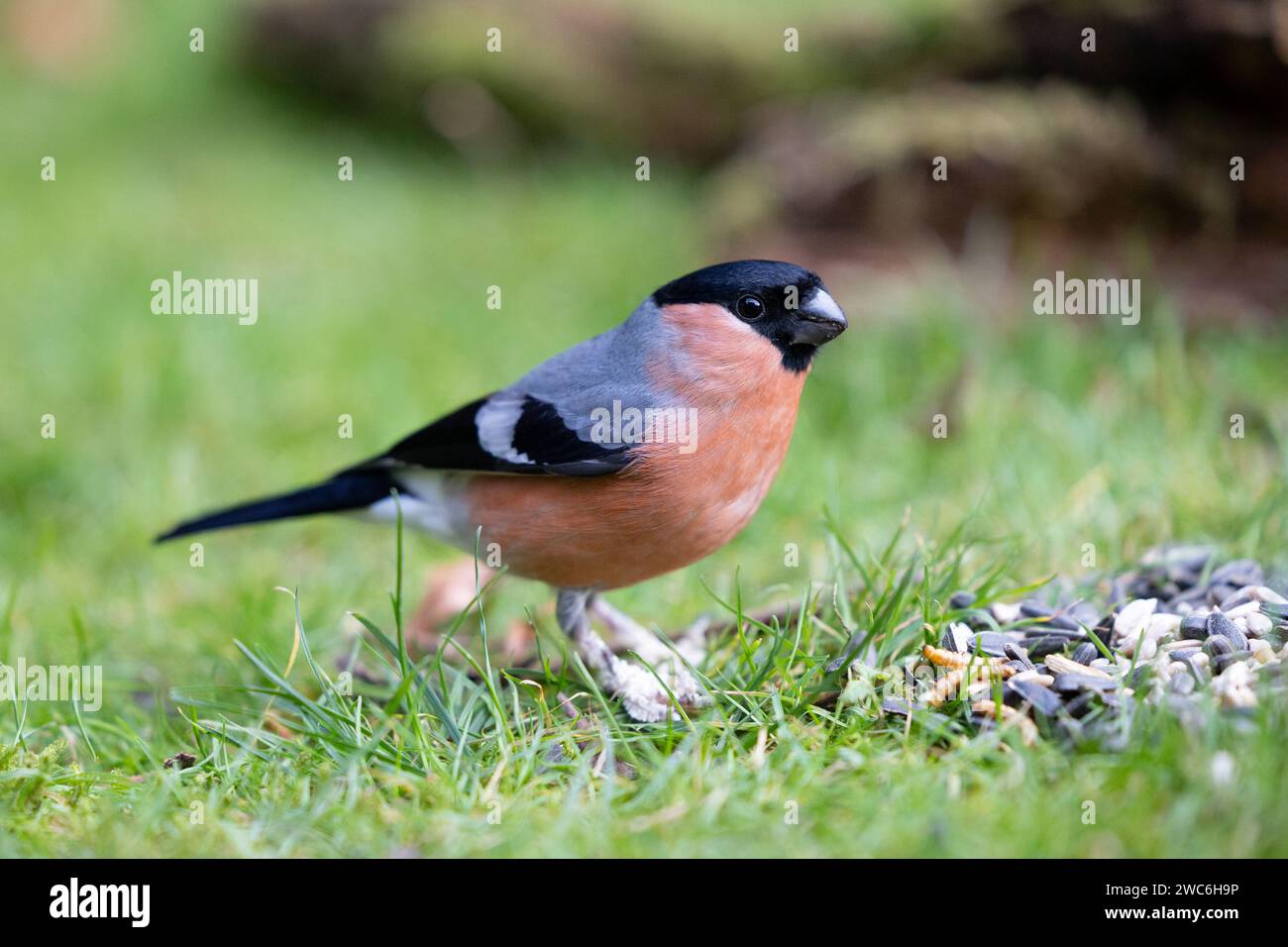 Bullfinch euroasiatico maschio adulto (Pyrrhula pyrrrhula), con zampe squamose, a terra vicino a qualche seme di uccelli. Yorkshire, Regno Unito a gennaio Foto Stock