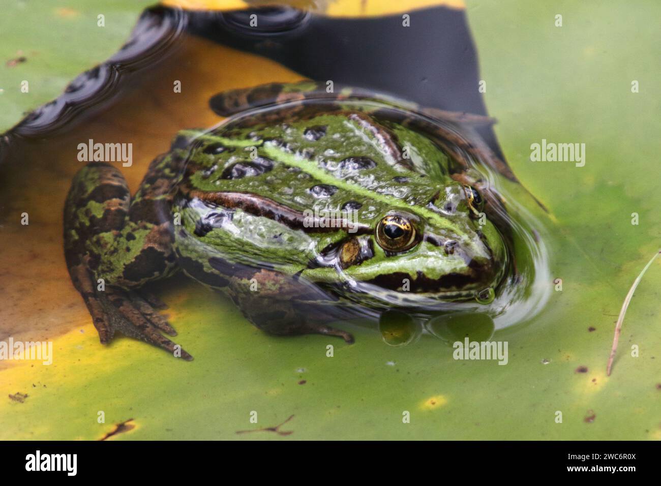 Pelophylax è un genere di rane reali diffuso in Eurasia, con alcune specie che si estendono nell'Africa settentrionale Foto Stock