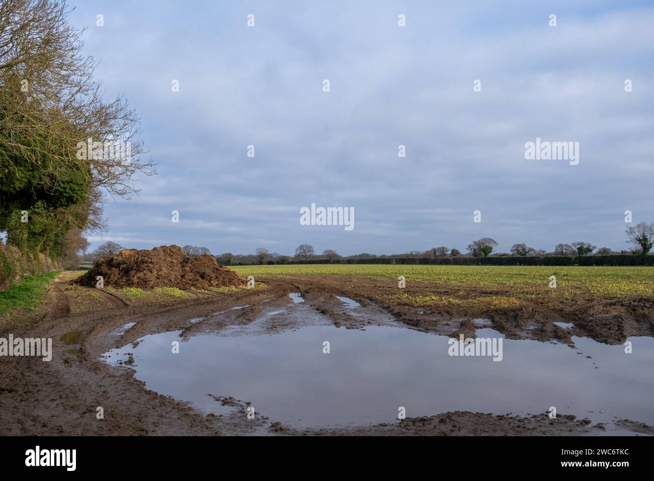 Mucchio di letame in un campo agricolo pronto per la diffusione nella campagna del Norfolk Foto Stock