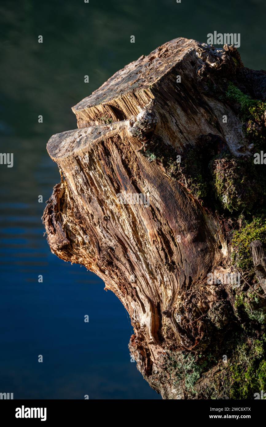 Il vecchio albero si stende in bella luce con molti dettagli Foto Stock