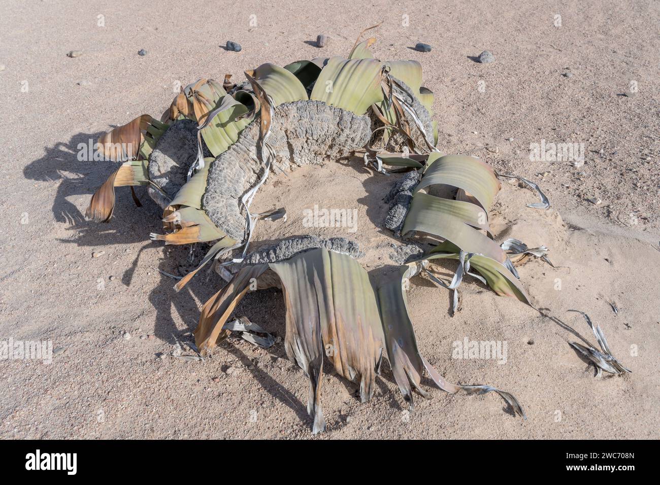 Pianta fossile vivente, Weltwitschia Mirabilis, nel deserto del paesaggio lunare, sparata in tarda primavera vicino a Swakopmund, Namibia, Africa Foto Stock