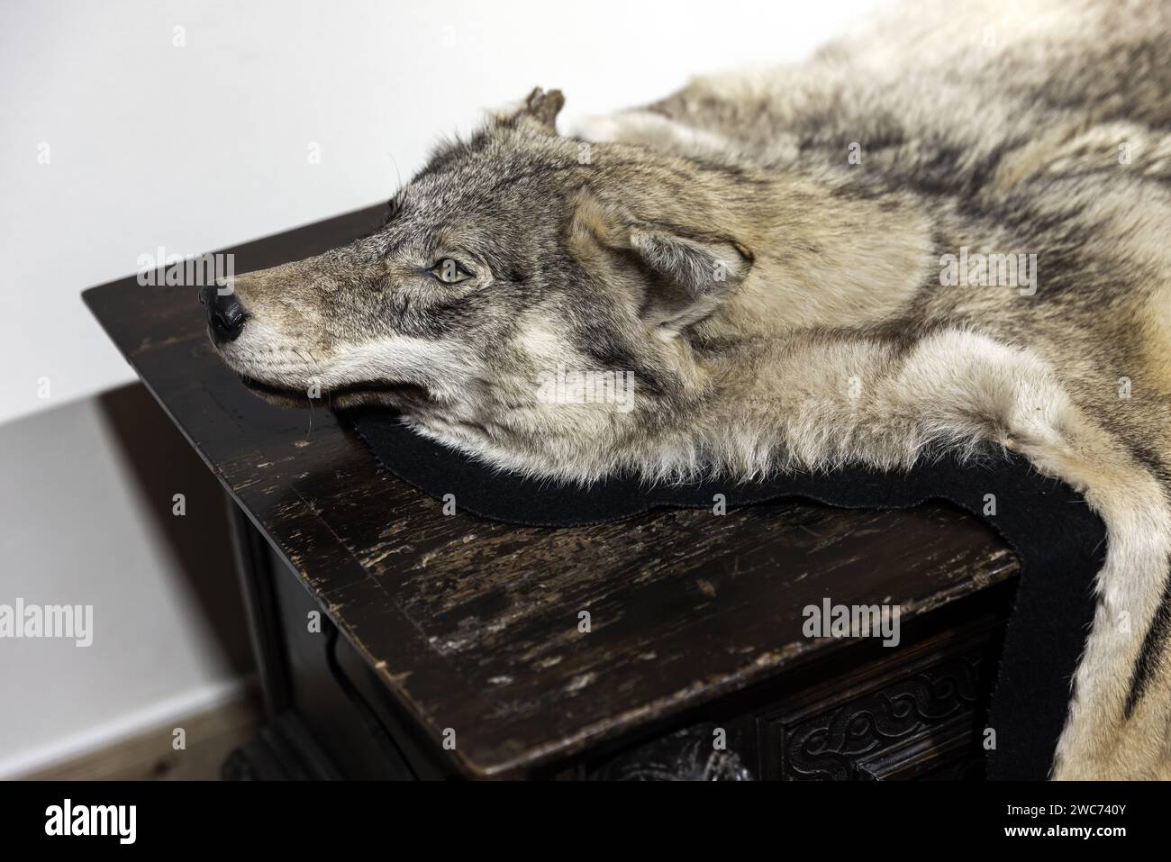 La pelliccia di lupo poggia sul comò di legno scuro Foto Stock