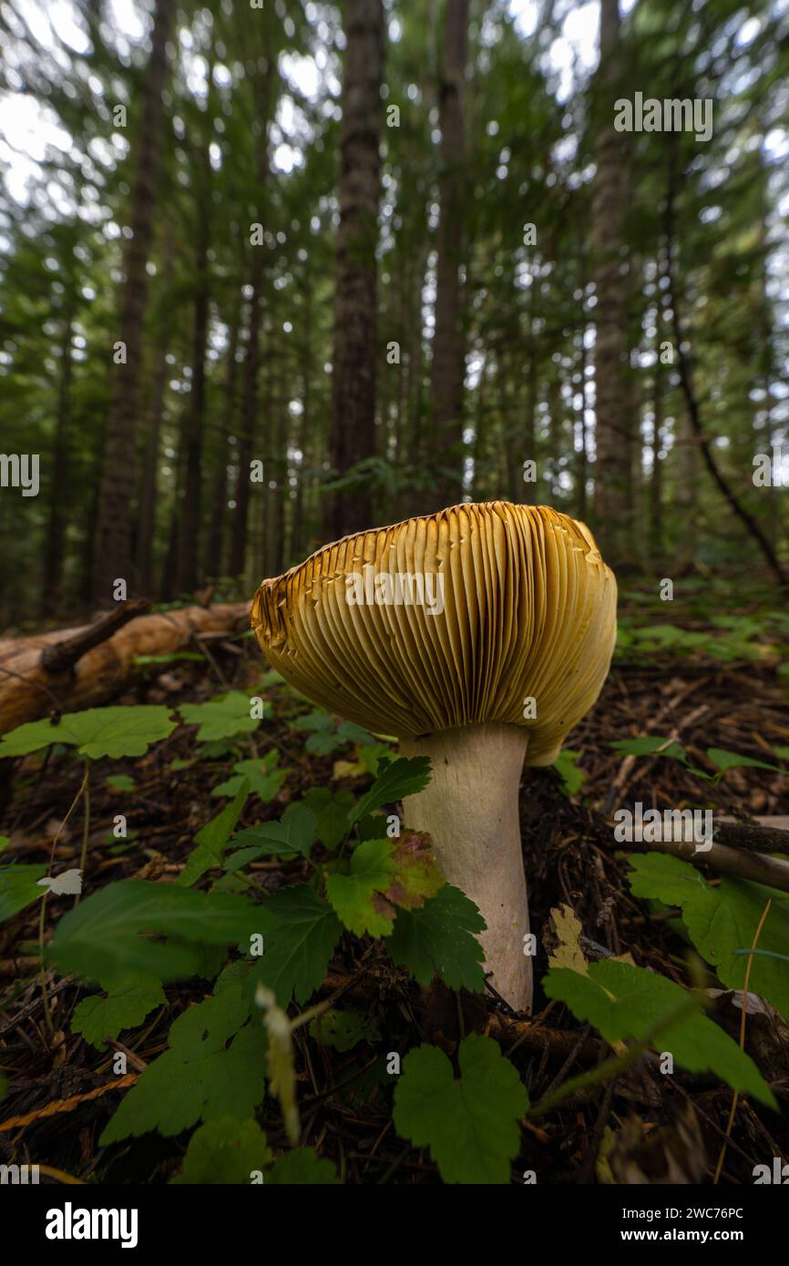 Fungo Russula nell'Idaho settentrionale Foto Stock