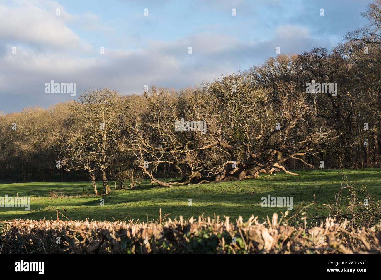 Alberi invernali su una collina vicino alla stazione di Arundel, West Sussex Foto Stock