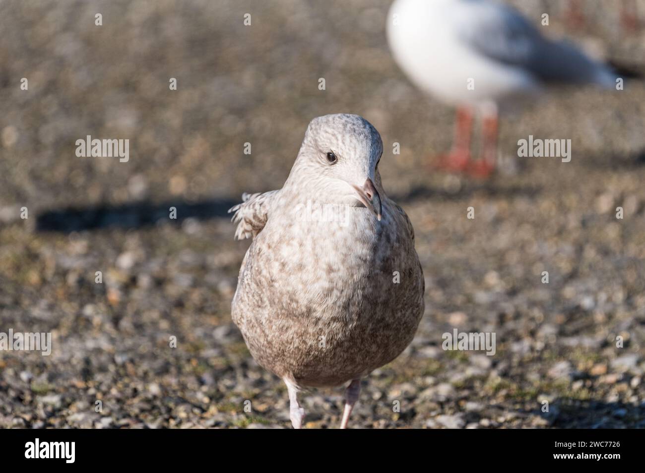 Gull aringhe giovani (Larus argentatus) ad Arundel, West Sussex Foto Stock