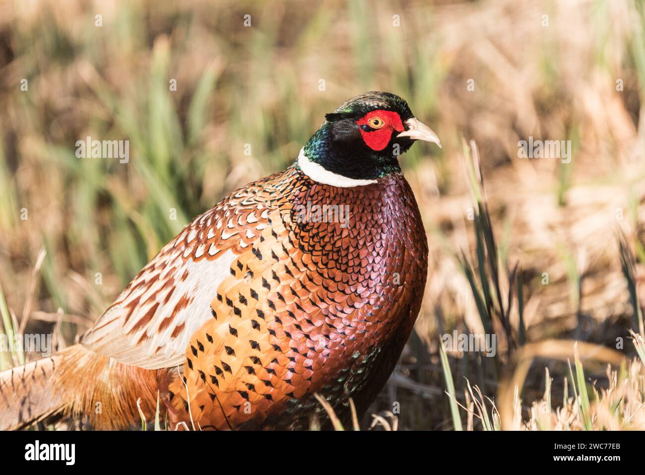 Fagiano maschio (Phasianus colchicus) ad Arundel, West Sussex Foto Stock