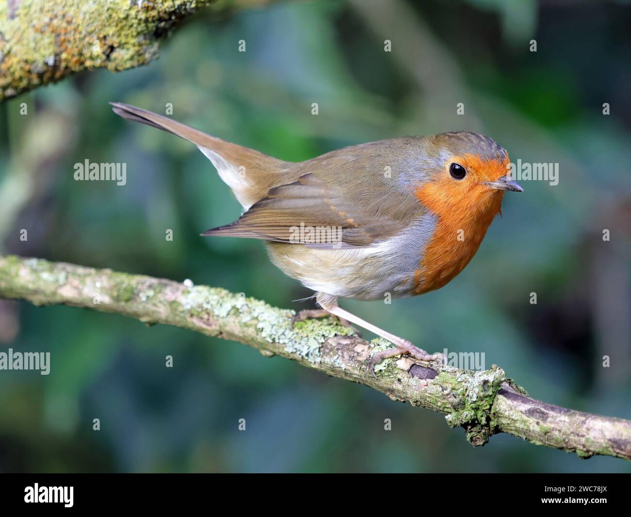 Unione Robin (Erithacus Rubecula) Foto Stock