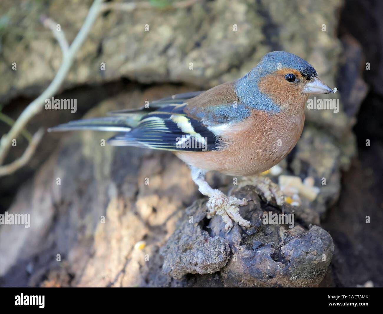 Chaffinch comune (Fringilla Coelebs) con la crescita sui piedi. Foto Stock