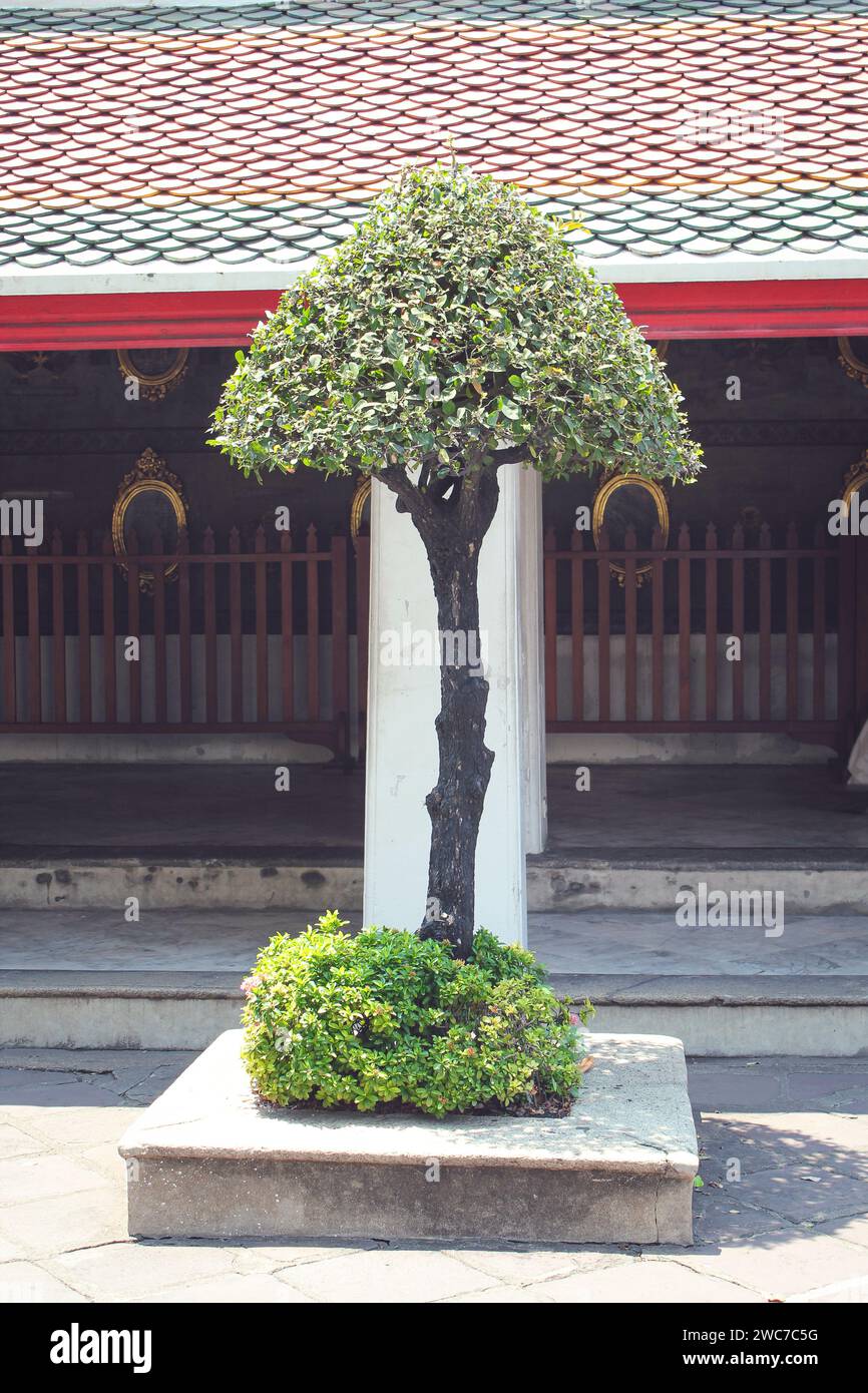 L'albero decorativo si trova nella città asiatica. Piccolo albero tropicale. Foto Stock
