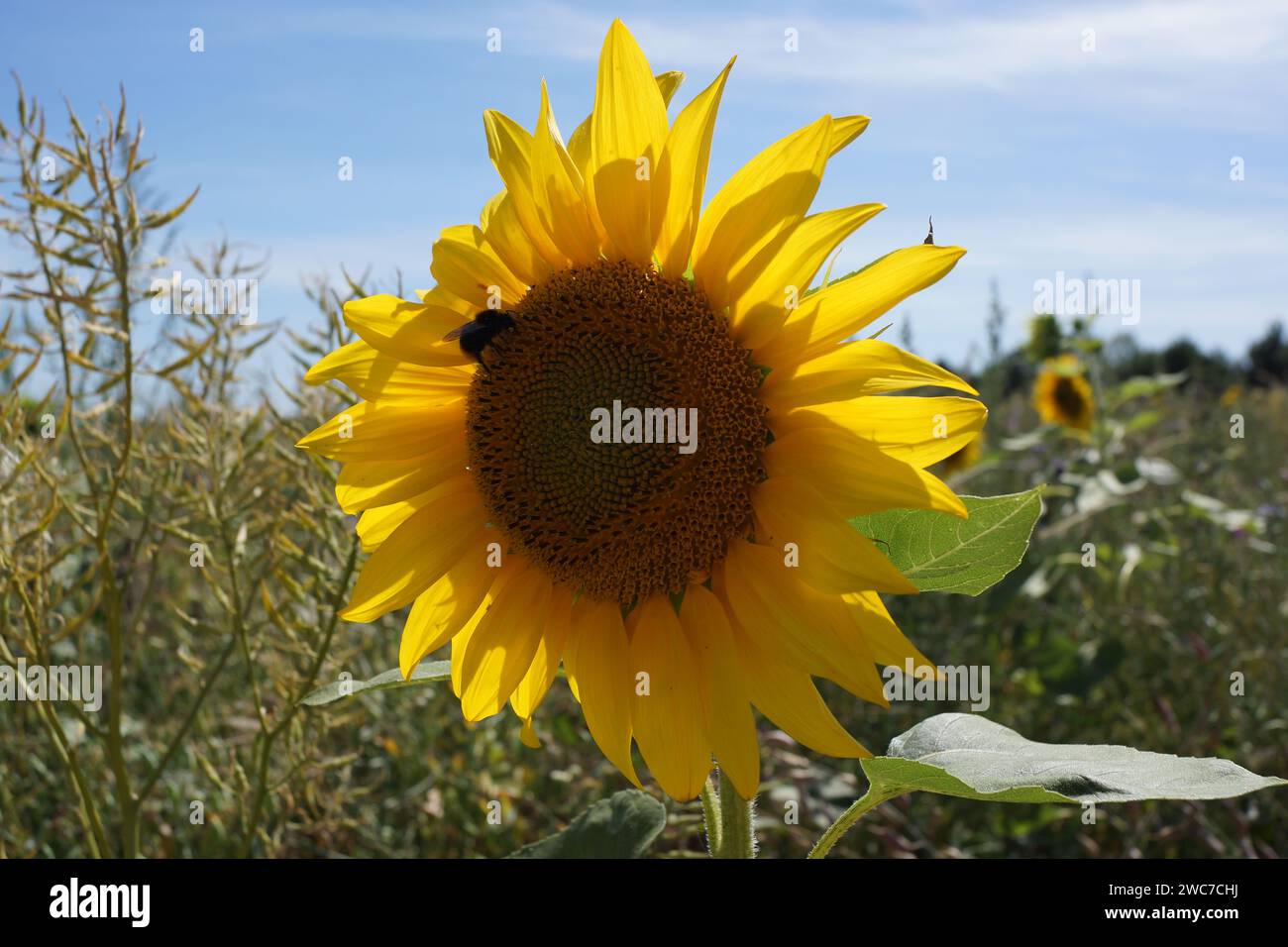 Fiore di un girasole in una striscia di fiori selvatici ai margini di un campo retroilluminato con un bumblebee. Foto Stock