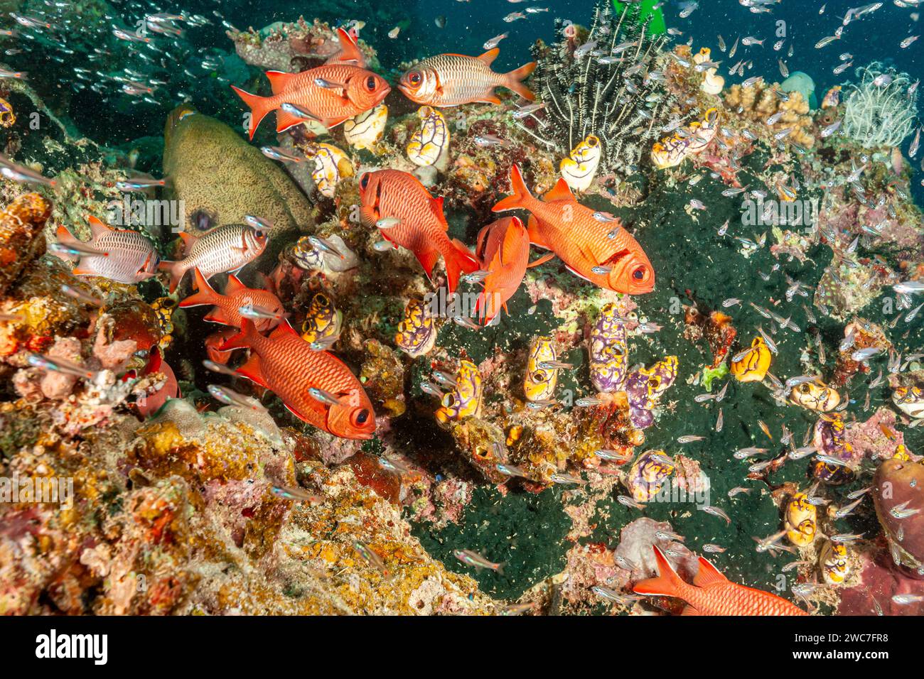 Malesia, Sabah, Kapalai, Corallo Reef e i suoi abitanti Foto Stock