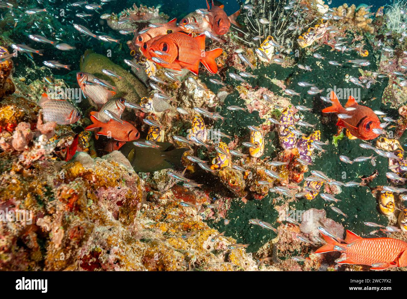 Malesia, Sabah, Kapalai, Corallo Reef e i suoi abitanti Foto Stock
