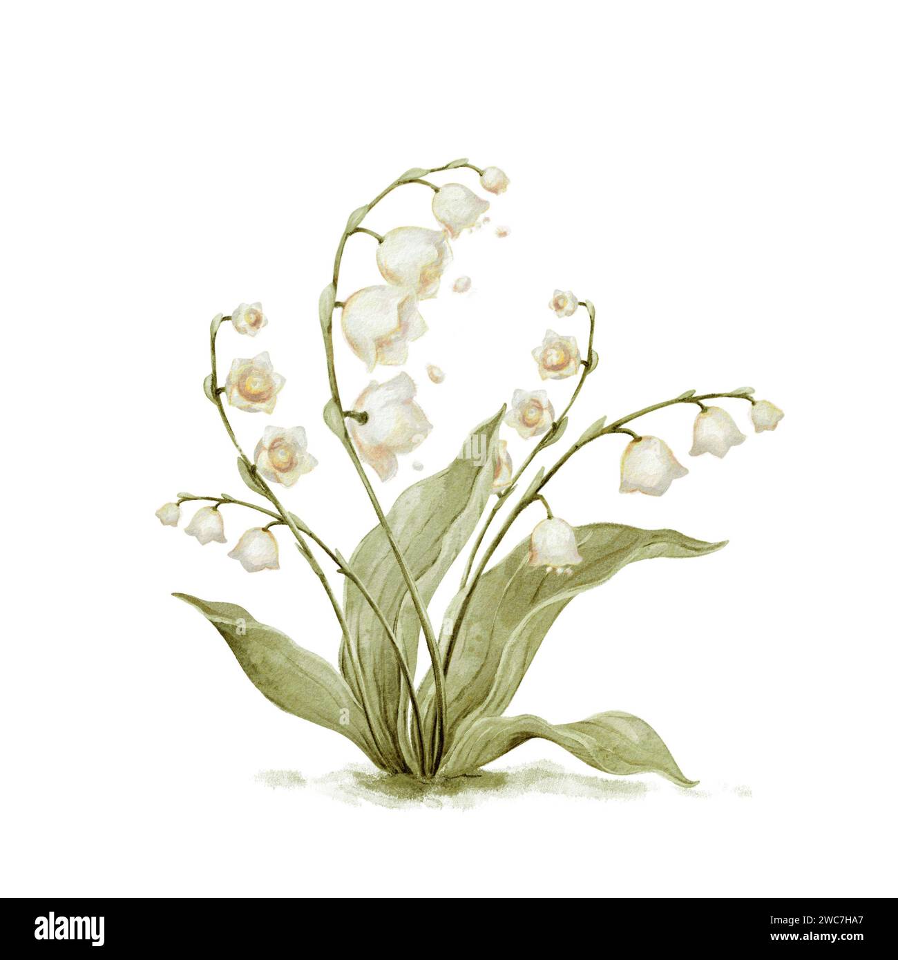 Lily Valley Flower Garden Watercolor Clipart. Illustrazione del Giglio dei fiori della Valle. Giardino Fiore Acquerello Clipart isolato su bianco Foto Stock