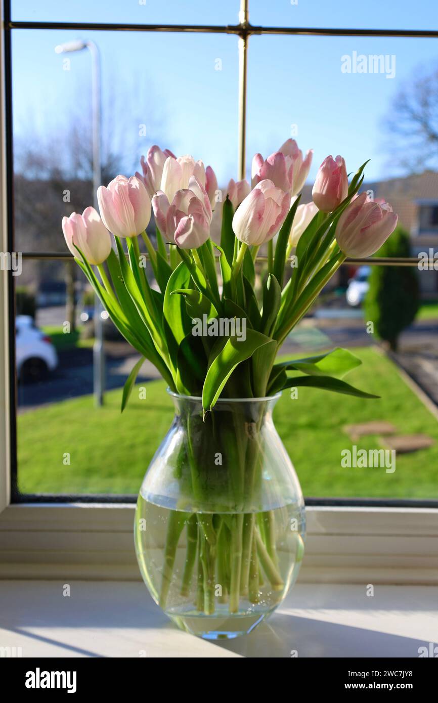 Vaso di tulipani rosa pastello su un davanzale Foto Stock