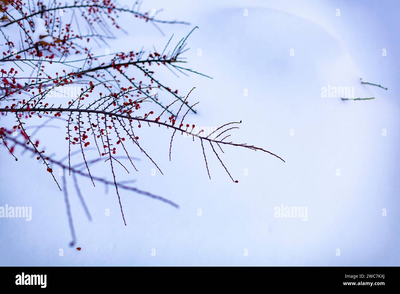 Cespuglio con bacche rosse in una nevicata. Scena invernale invernale. Messa a fuoco selettiva. Foto Stock