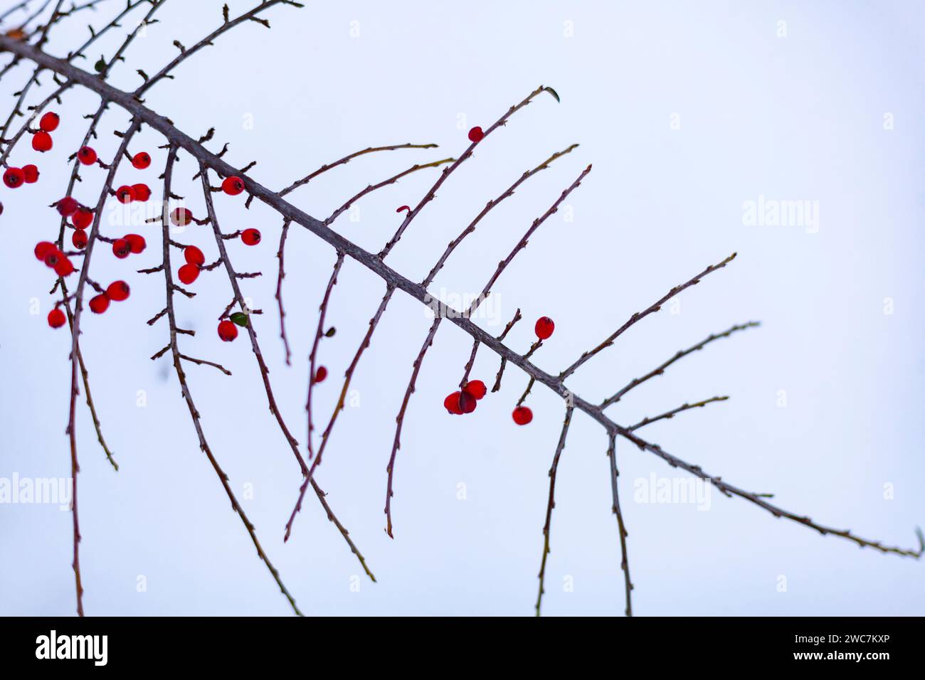 Cespuglio con bacche rosse in una nevicata. Scena invernale invernale. Messa a fuoco selettiva. Foto Stock