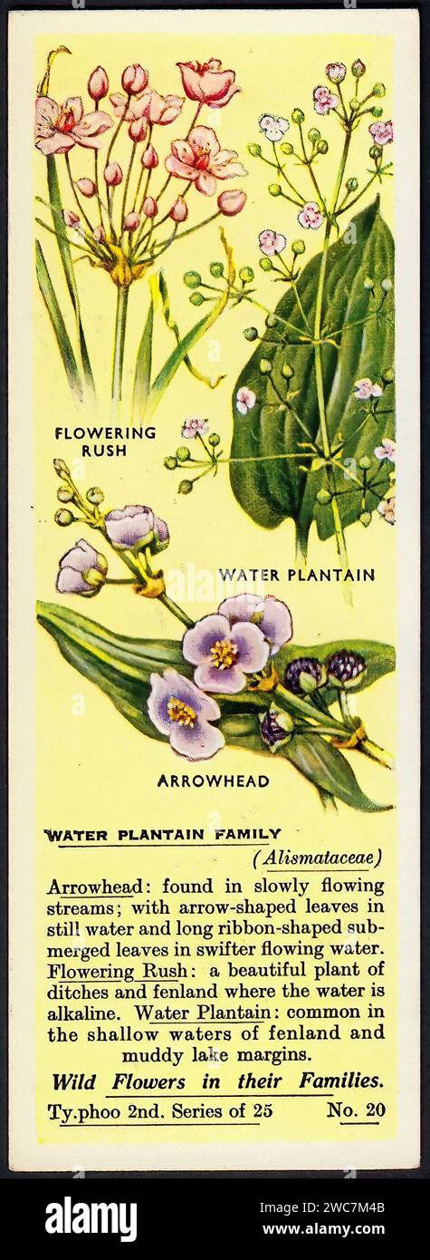 Water Plantain Family - illustrazione vintage britannica di Tradecard Foto Stock