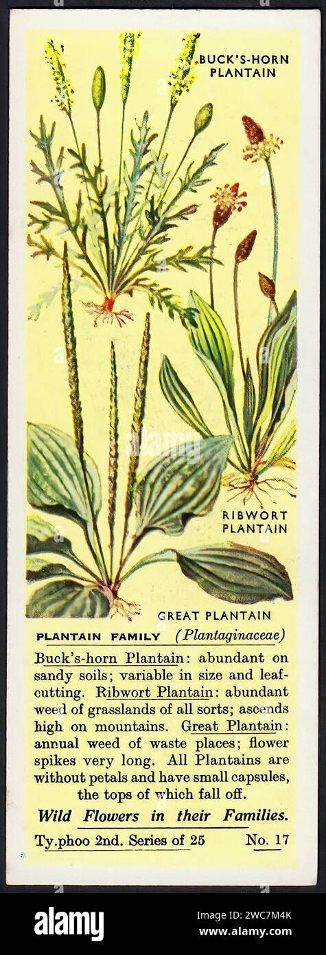 Plantain Family - illustrazione di una Tradecard inglese d'epoca Foto Stock