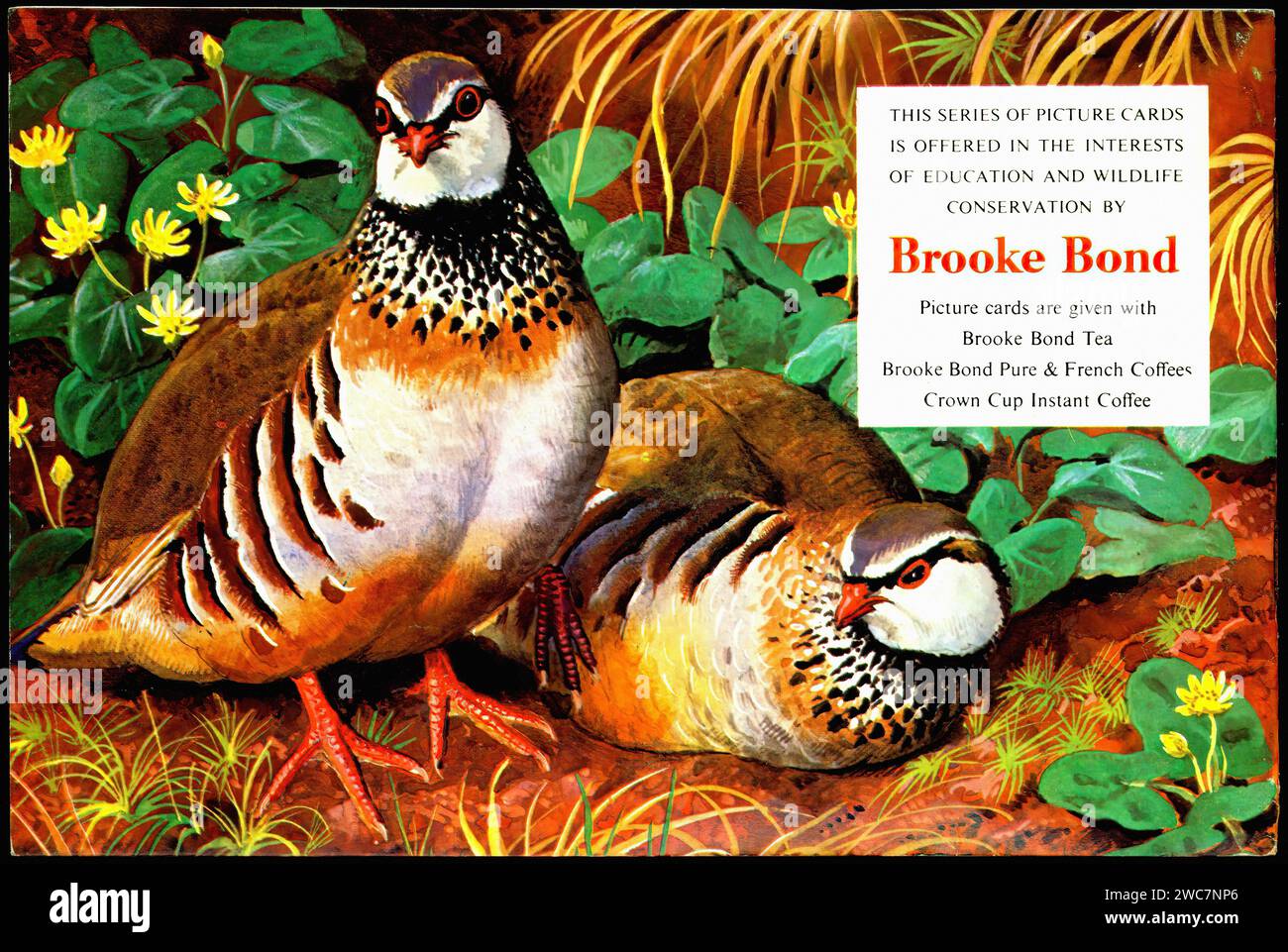 Wild Birds in Britain Back - illustrazione dell'album di Brooke Bond d'epoca Foto Stock
